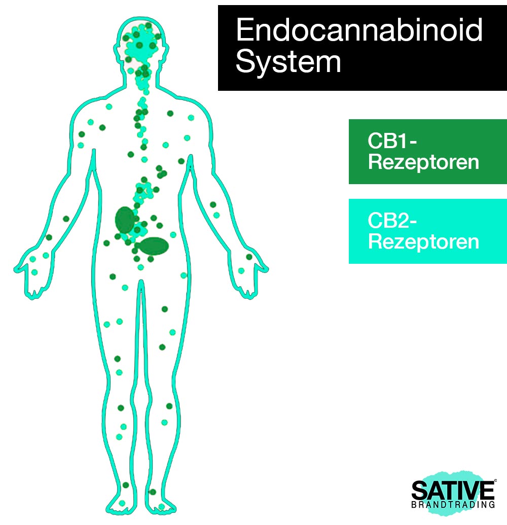 endocannabinoid system cb1 cb2 rezeptoren infografik